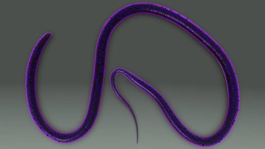 Wuchereria gri arka plan üzerinde 