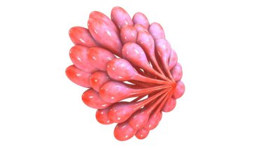 3d Mammary glands clipart
