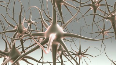 insan sinir hücreleri