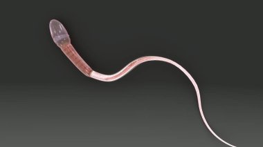 3D sperm illüstrasyon