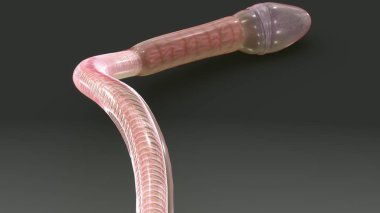 3D sperm illüstrasyon