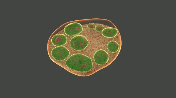 Endosporlar gri arka plan üzerinde — Stok fotoğraf