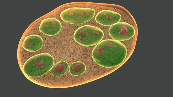 회색 배경에 endospores — 스톡 사진