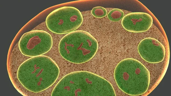 회색 배경에 endospores — 스톡 사진