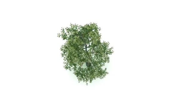 桉树在灰色的背景上 — 图库照片