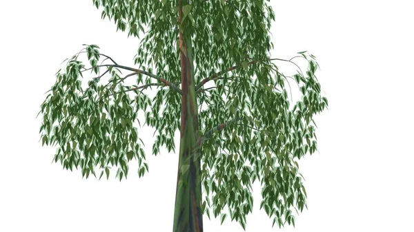 Okaliptüs gri arka plan üzerinde 