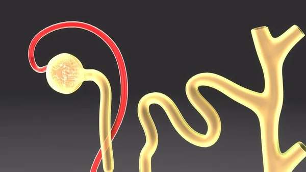 Nephron Stock Photos, Royalty Free Nephron Images | Depositphotos Nephron Stock Photos, Royalty Free Nephron Images | Depositphotos