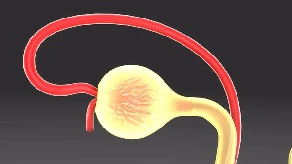 Illustration Formation d'urine — Photo