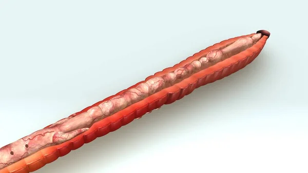 Ilustração da anatomia das minhocas — Fotografia de Stock