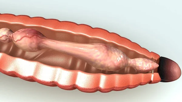 Ilustración de anatomía de lombriz — Foto de Stock