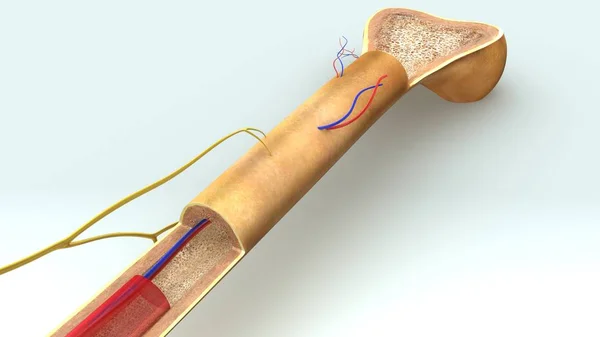 Ilustración de anatomía ósea —  Fotos de Stock