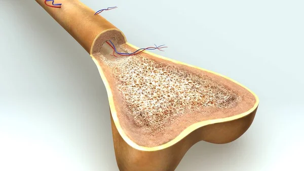 Ilustração da anatomia óssea — Fotografia de Stock