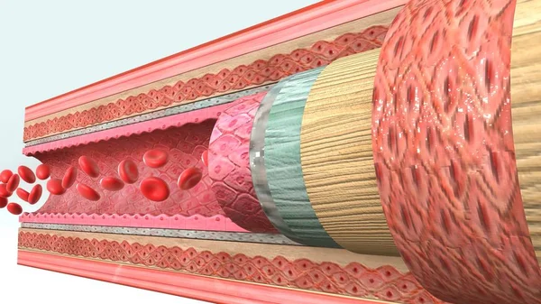 Blood vessels illustration — Stock Photo, Image