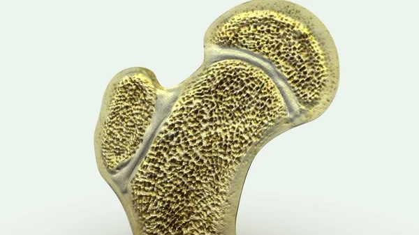 Cartilaginous Joints close up — Stock Photo, Image