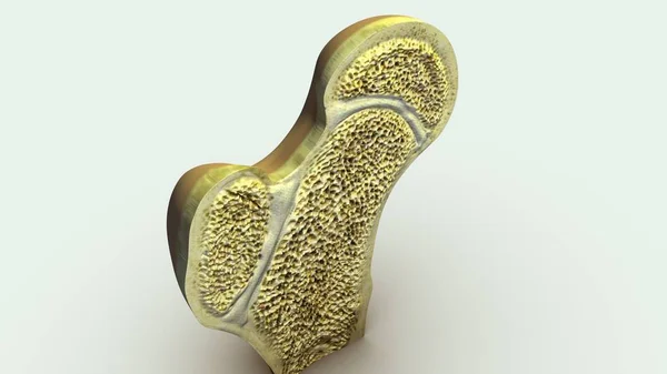 Cartilaginous Joints close up — Stock Photo, Image
