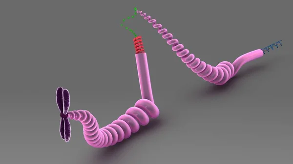 人类 Dna 结构 — 图库照片