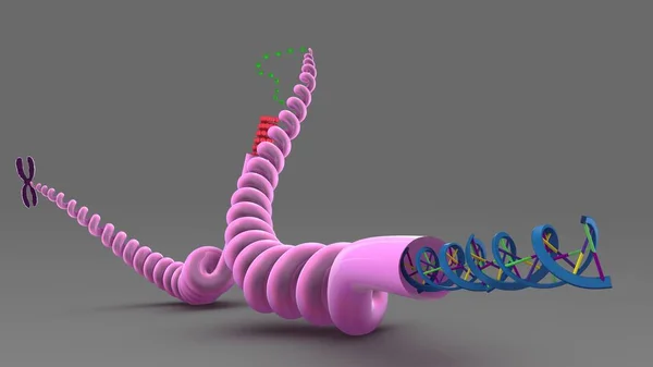 Людського структури ДНК — стокове фото