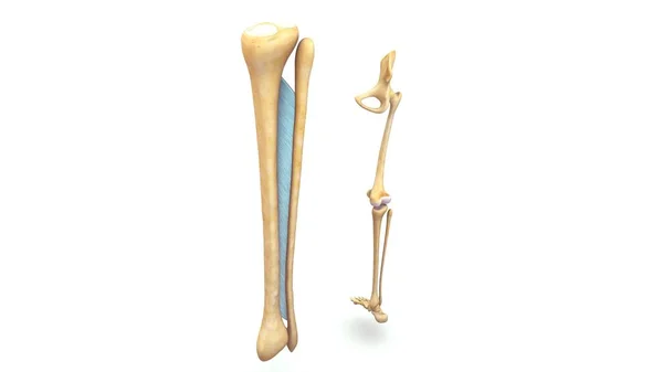 Fibrous Joints 3d illustration — Stock Photo, Image