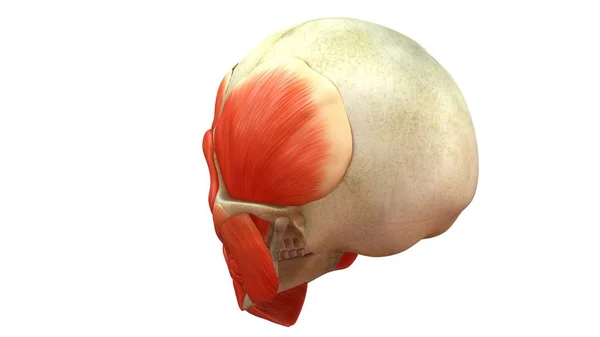 Human Skull with muscles — Stock Photo, Image