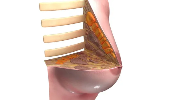 Intersección de la ilustración de mama —  Fotos de Stock