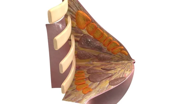 Пересечение грудной клетки — стоковое фото
