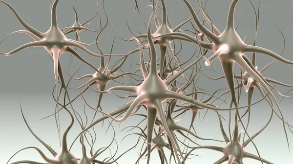 เซลล์ประสาทของมนุษย์ — ภาพถ่ายสต็อก
