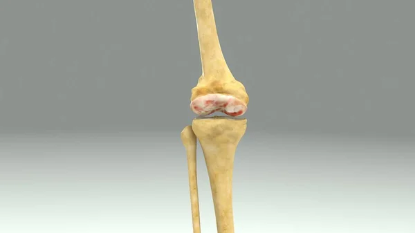 Gezamenlijke anatomie van de knie — Stockfoto