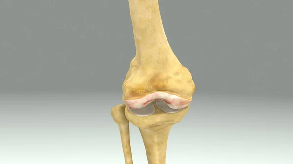 膝の関節の解剖学 — ストック写真