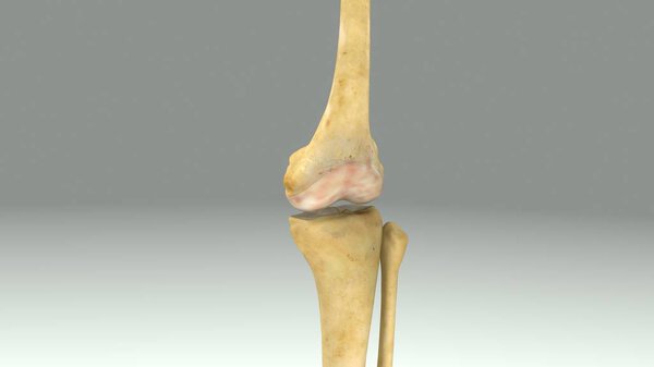 Анатомия коленного сустава
