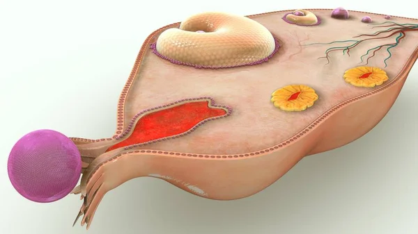 3d Ovary illustration — Stock Photo, Image