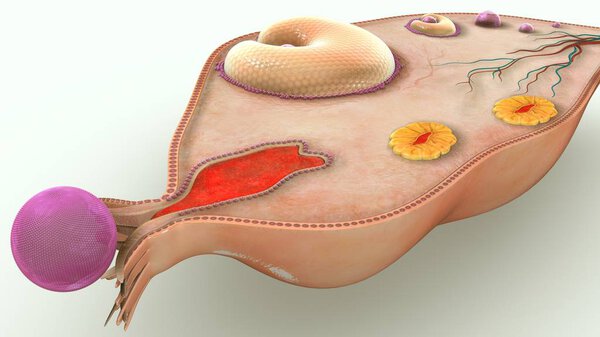 3d Ovary illustration