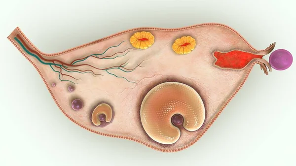 Ilustración del ovario 3d — Foto de Stock