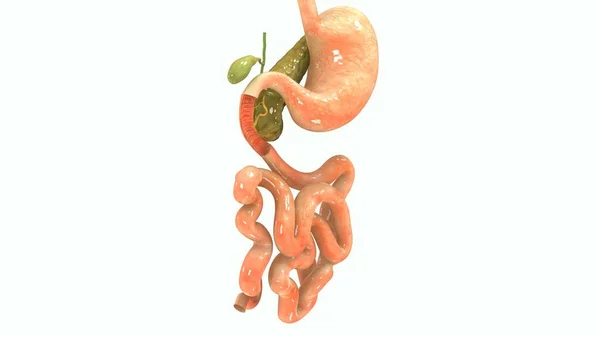 Pancreas umano illustrazione — Foto Stock