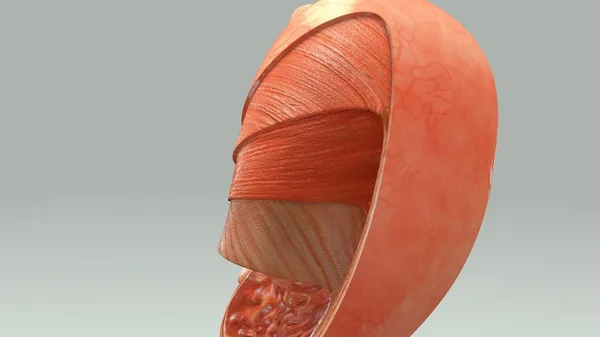 Warstwy 3D żołądka — Zdjęcie stockowe