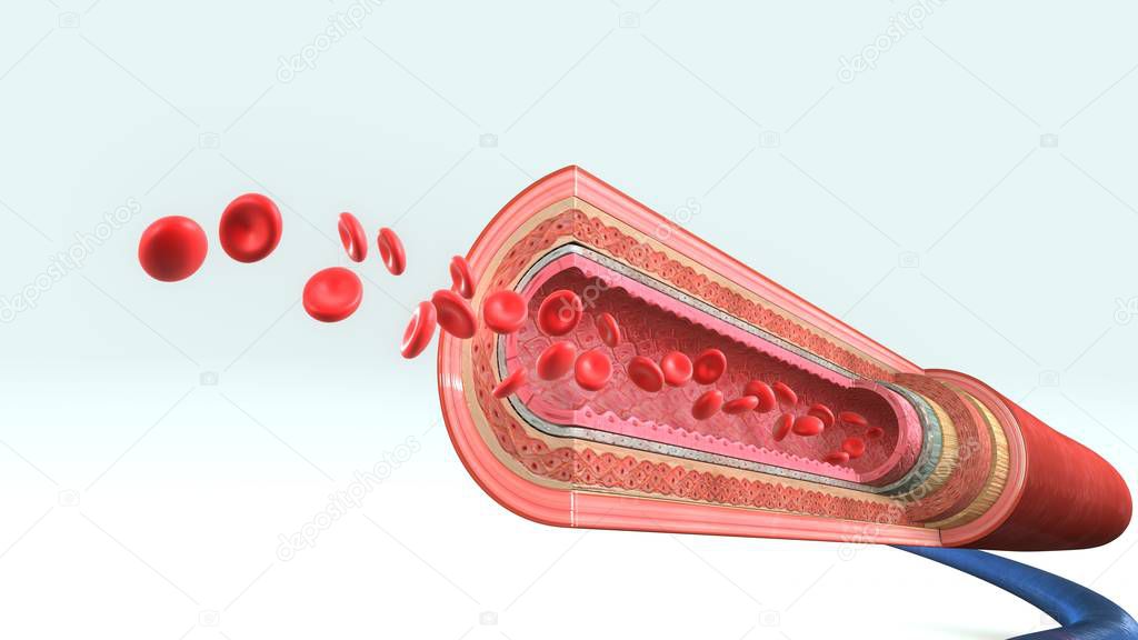  blood vessels illustration