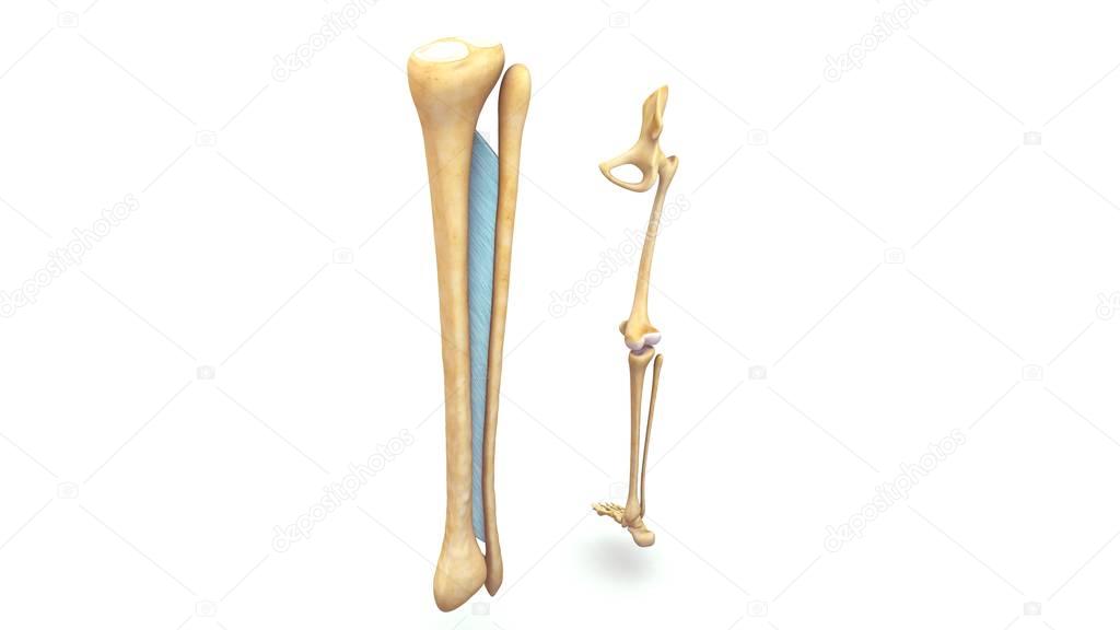 Fibrous Joints 3d illustration  