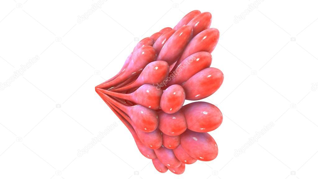 3d Mammary glands