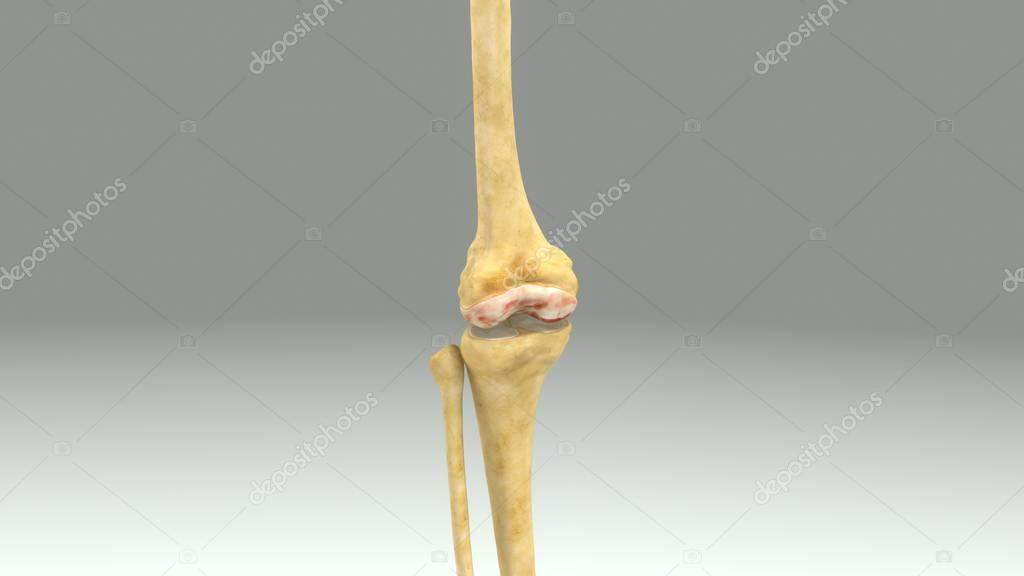 Knee joint anatomy
