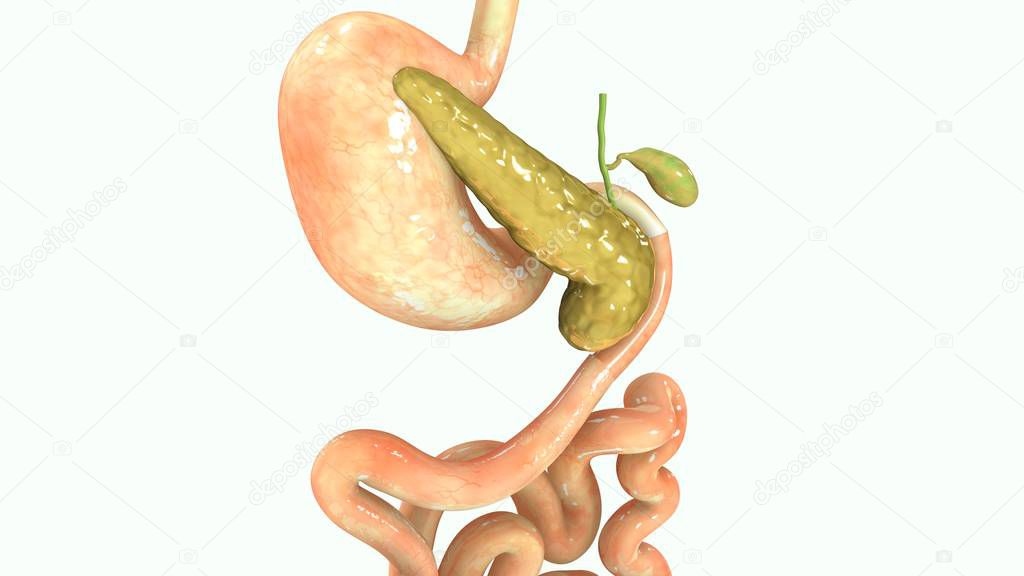 Human Pancreas  illustration