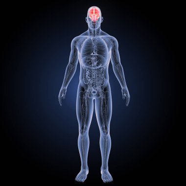 İnsan beyninin ön görünüm 