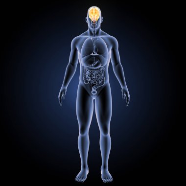 İnsan beyninin ön görünüm 