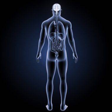 İnsan beyninin arka görünüm 