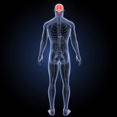 İnsan beyninin arka görünüm