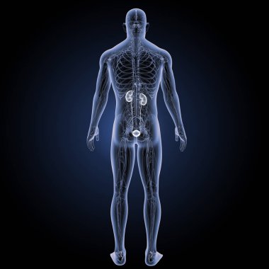 Üriner Sistem arka görünüm