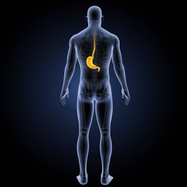 mide arka görünüm 