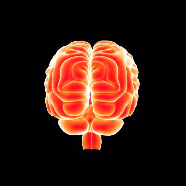 İnsan beyninin arka görünüm 