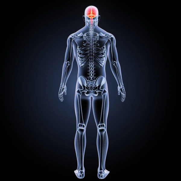 Human brain posterior view — Stock Photo, Image