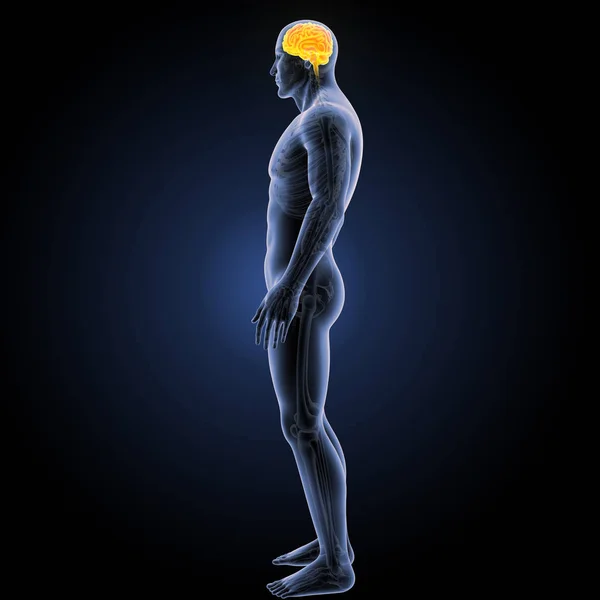 Human brain lateral view — Stock Photo, Image