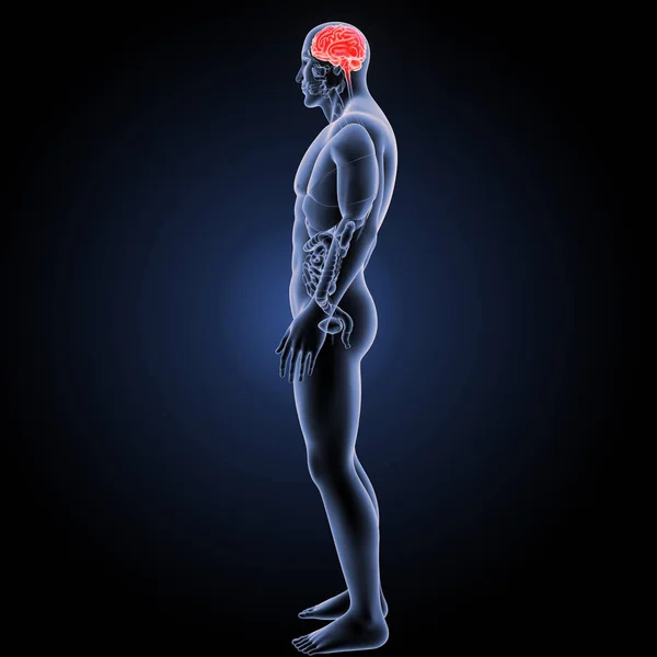 Human brain lateral view — Stock Photo, Image