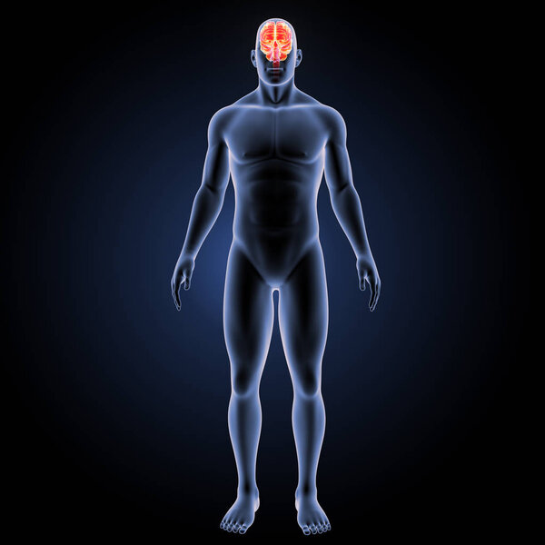 Передний вид мозга человека
 